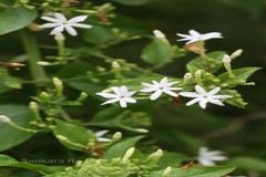 Jasminum roxburghianum